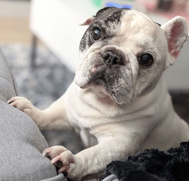 Remembering Manny the Frenchie: The Internet’s Beloved French Bulldog