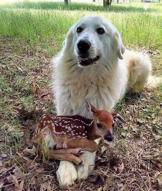 The Unlikely Friendships Between Dogs and Other Animals