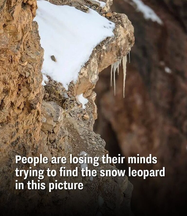 Can You Spot the Hidden Snow Leopard?