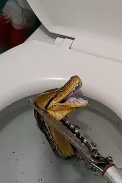 In a startling turn of events, while entering the toilet, a snake’s head suddenly emerged from the toilet, causing screams to echo throughout the house. The officers joined forces to capture it, measuring over 12 feet in length. 😱 full story👇