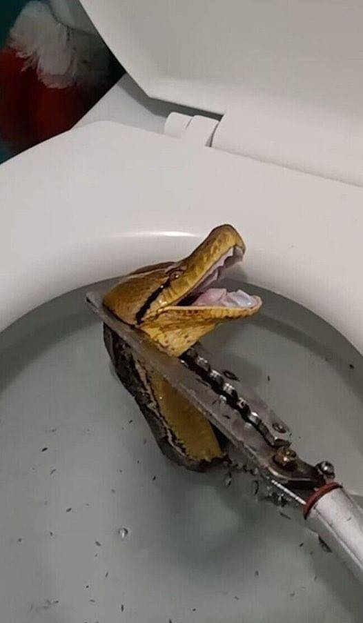 In a startling turn of events, while entering the toilet, a snake’s head suddenly emerged from the toilet, causing screams to echo throughout the house. The officers joined forces to capture it, measuring over 12 feet in length. 😱 full story