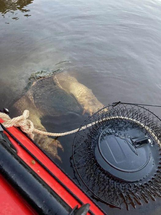 River creature with enormous ‘bear-like’ claws ‘freaks out’ kayakers 😱 Check comments👇