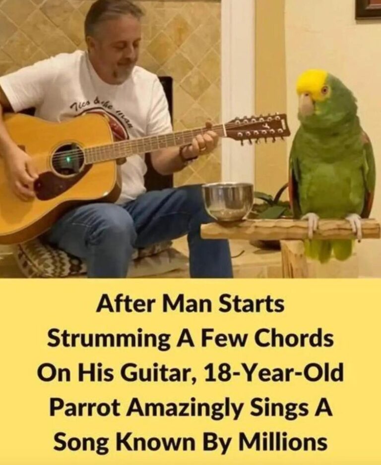 18-Year-Old Parrot Joins His Human Singing Stairway To Heaven