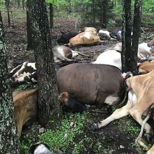 Farmer finds pasture empty, sees all 32 de’ad cows in one big pile