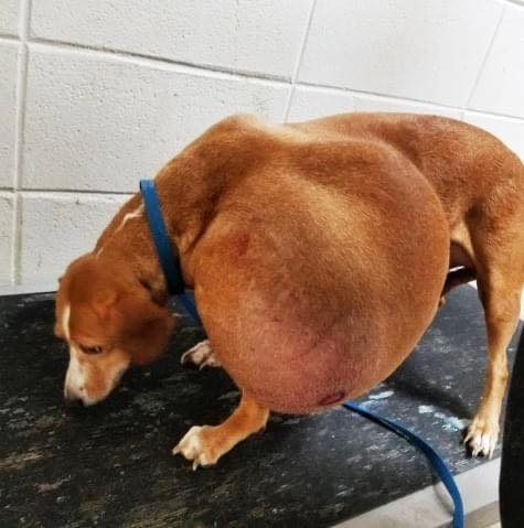 Local Shelter Stunned By Dog’s Condition But Here’s How She Looks Like Now After Being Given 2nd Chance