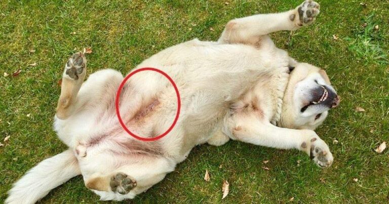 What a Blue Line Tattooed on a Dog means