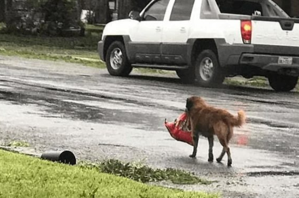 This common street dog became a hero when he found a “package” in a trash bin.👏💪The smart dog barked loudly to attract attention, and a woman nearby discovered the package. She called for help… 😮The dog received recognition from the city’s mayor and was honored with a collar 😃 Scroll down in the comments to see what was inside the package? And who was saved by the dog? 👇👇👇